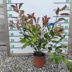 Červienka Fraserova (Photinia × fraseri) ´RED ROBIN´ - výška 60-80 cm, kont. C3L (-24°C)